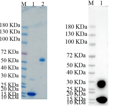 Reducing 4%-20% SDS-PAGE (CBB stained) and WB (Anti-His Mouse Monoclonal antibody) analysis profiles of purified FAM19A1.
1. FAM19A1: 1 μg
2. BSA: 1 μg